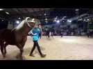 Besançon (25) : présentation des chevaux de trait comtois