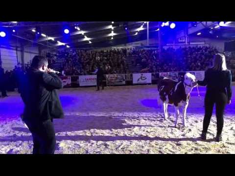 Besançon (25) : Vache de salon, adjugées, vendues les génisses !