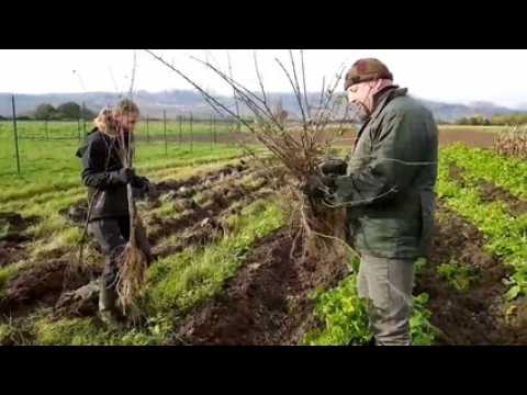 Une "haie vive" pour diversifier la végétation et la faune à Eguisheim