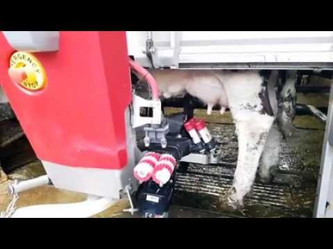 Grandvillars (90) : des vaches plus zen grâce à la traite robotisée