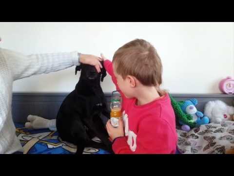 Ensisheim : Ninka veille sur le diabète de Zoé