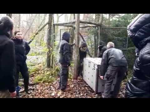 Le Parc de Sainte-Croix accueille une nouvelle meute de loups