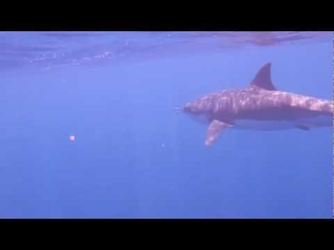 Une vidéo sous-marine du grand requin blanc