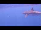Une vidéo sous-marine du grand requin blanc