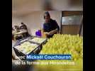 La culture de l'endive dans les Vosges - Label : Vosges Matin - Category : News
