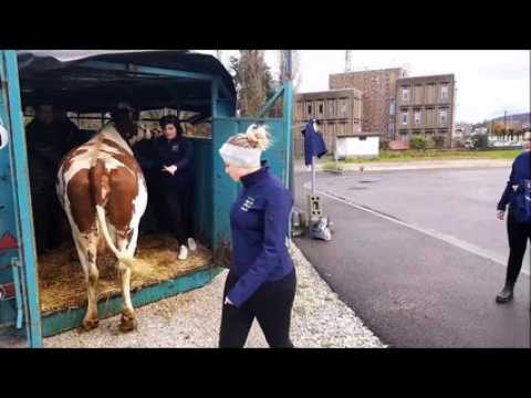 Vesoul : une Montbéliarde de 4 ans participe au salon de l’agriculture avec 6 étudiants