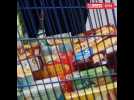 La collecte annuelle des banques alimentaires : pourquoi c'est important