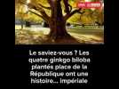 Quatre ginkgo biloba, deux empereurs