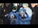 First panda cubs at Berlin Zoo named Meng Yuang, Meng Xiang