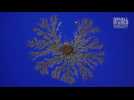 Vidéo Les fascinantes vidéos gagnantes du concours Nikon Small World in Motion Vidéo Les fascinantes vidéos gagnantes du concours Nikon Small World in Motion