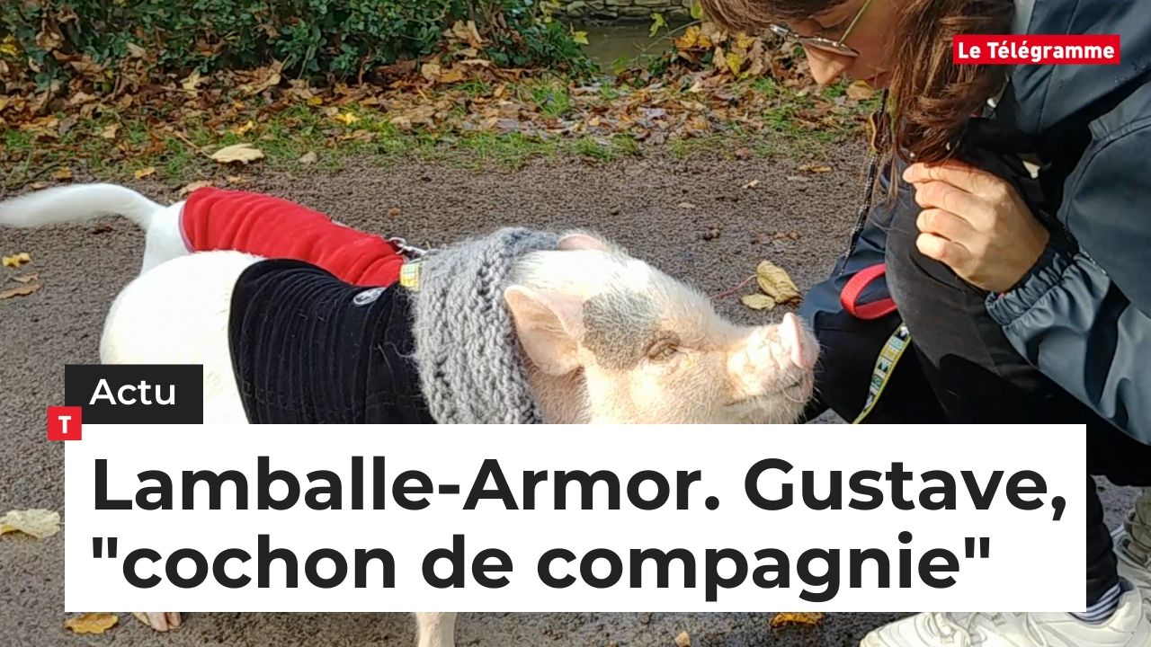 Lamballe-Armor. Gustave, "cochon de compagnie"  (Le Télégramme)