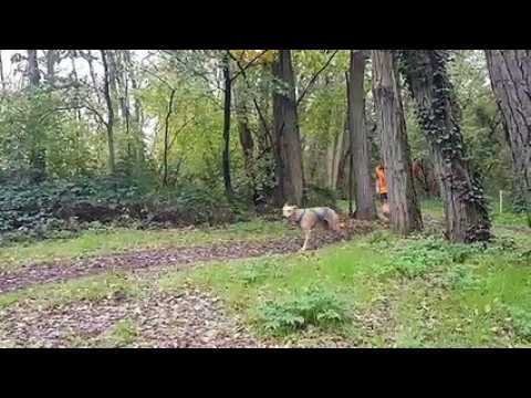 Course internationale de chiens de traineau 2019 à Bischwiller