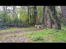 Course internationale de chiens de traineau 2019 à Bischwiller