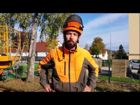 Dole: le marronnier de la rue Jean-Jaurès abattu