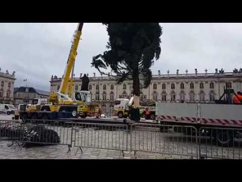 Arrivée du sapin de Noël place Stanislas : de la précision pour tout mettre en place