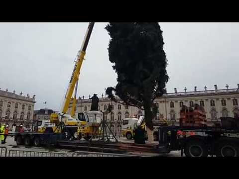 Le sapin de Noêl de la place Stanislas à Nancy arrive