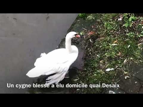 Cygne blessé quai Desaix