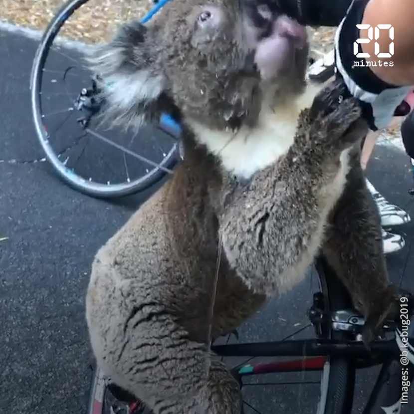 VIDEO. Incendies en Australie : Une cycliste s’arrête pour donner à boire à un koala assoiffé
