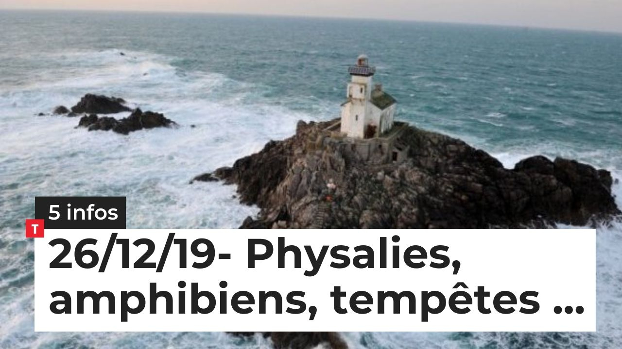 Physalies, amphibiens, tempêtes… 5 infos bretonnes du 26 décembre (Le Télégramme)