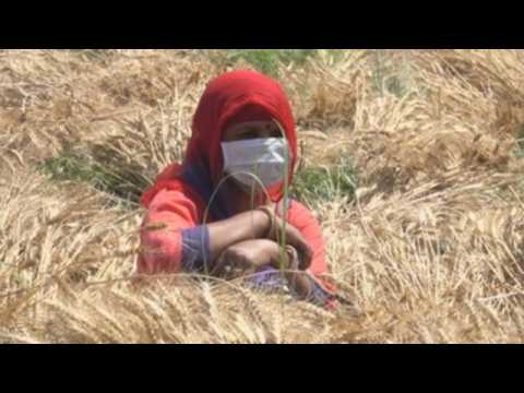 India farmers harvest wheat amid extended coronavirus lockdown