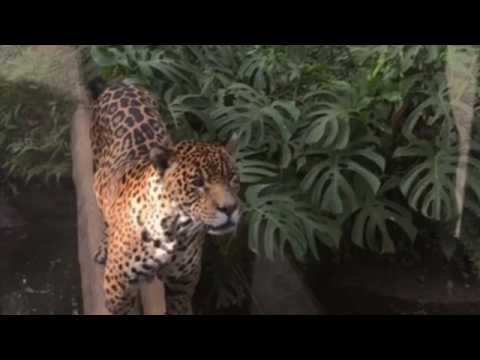 Animals enjoy quiet in Sao Paulo zoo