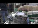 Costa Rica tests ventilator on pigs for possible use on COVID-19 patients