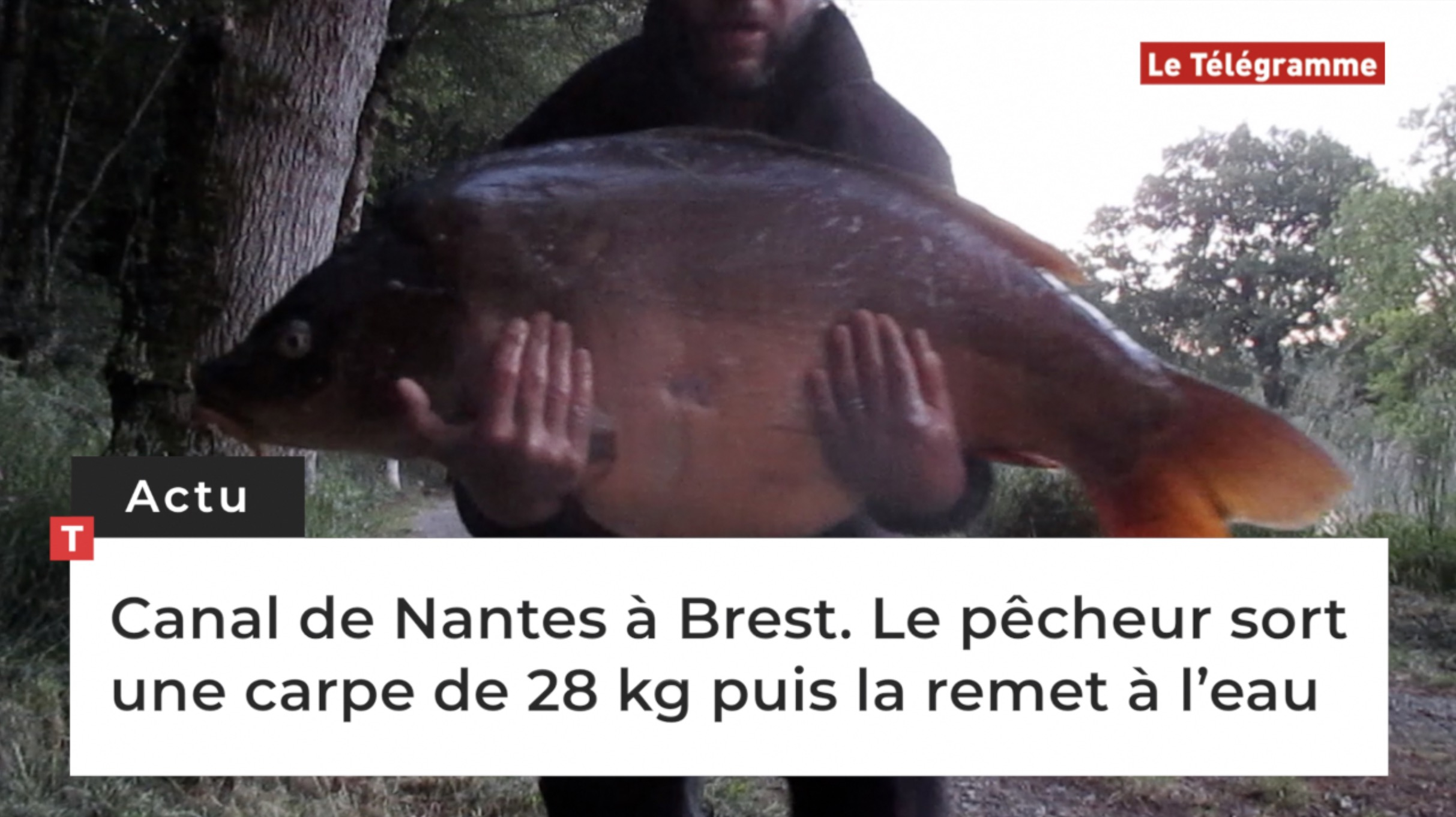 Canal de Nantes à Brest. Le pêcheur sort une carpe de 28 kg puis la remet à l’eau (Le Télégramme)