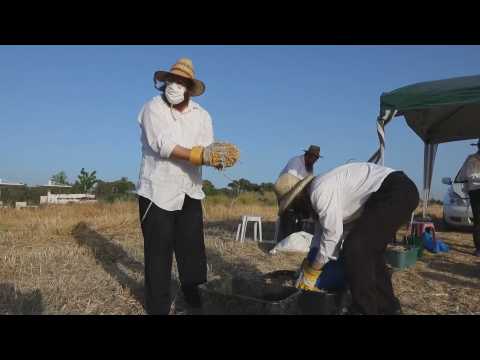 The ultra-Orthodox Jewish community participated in the wheat harvest in Yesodot