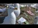 Jonathan Livingston goéland - Teaser 1 - VO - (1973)