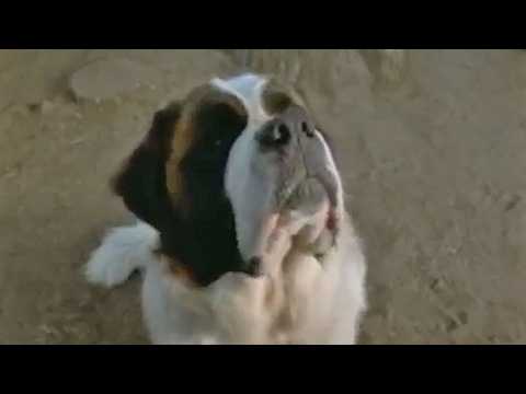 Beethoven 3 - Bande annonce 1 - VO - (2000)