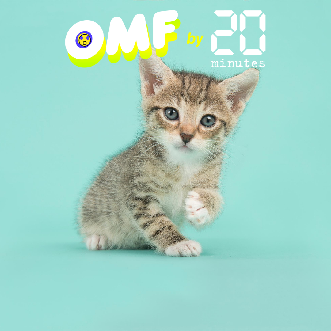 « Oh My Fake » : pouvons-nous vraiment vendre nos chatons mignons à des labos ?