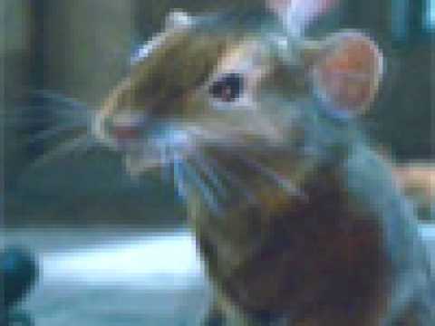 Le Monde de Narnia : Chapitre 2 - Le Prince Caspian - Extrait 2 - VO - (2008)