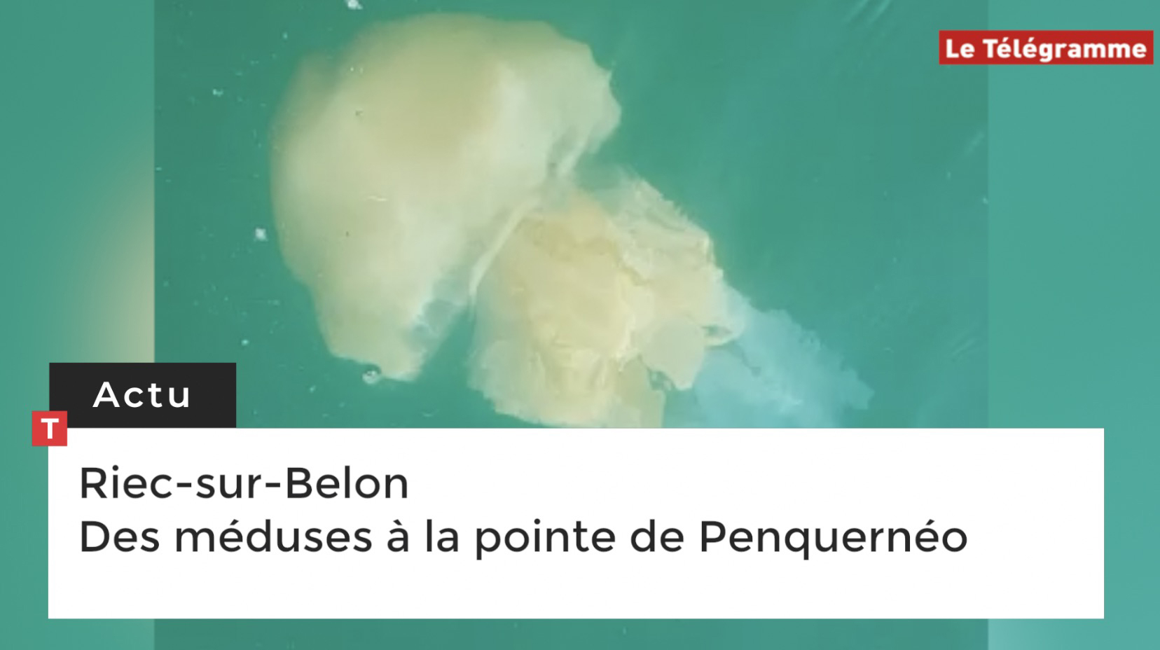 Riec-sur-Belon Des méduses à la pointe de Penquernéo (Le Télégramme)