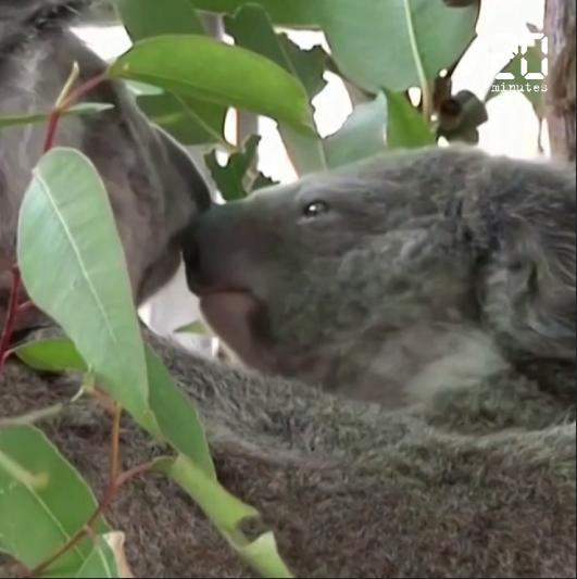 Australie : Le koala pourrait disparaître du sud du pays d’ici à 2050