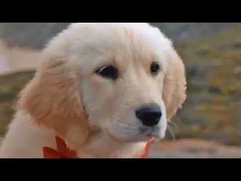 Napoléon en Australie - Bande annonce 1 - VO - (1996)