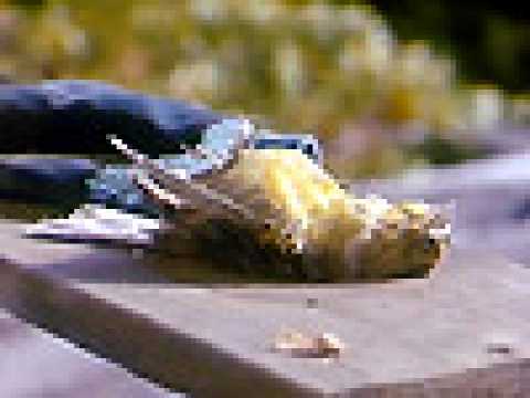 Invisible - Extrait 10 - VO - (2006)