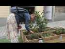 Urban mini-garden revolutionizes lockdown in Brussels