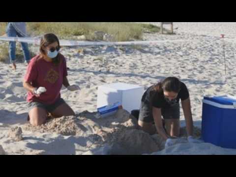 Loggerhead sea turtle lays eggs in Menorca