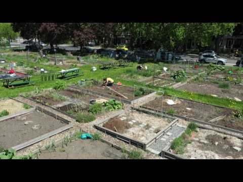 'People have rediscovered their roots": Montreal's community gardens reopen