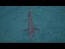 Australia: Great white shark kills surfer off New South Wales coast