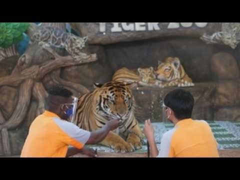 Tiger zoo in Thailand reopens after two month closure due to COVID-19