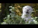 In Spain, the white lion cub whose mum didn't want him