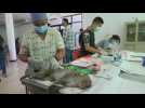 Sterilization program in Thailand seeks to control monkey population