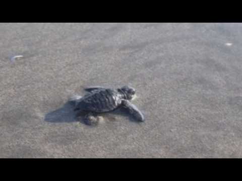 Indonesia releases baby turtles into ocean