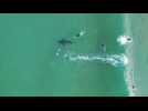 Great white shark swims among oblivious South African surfers
