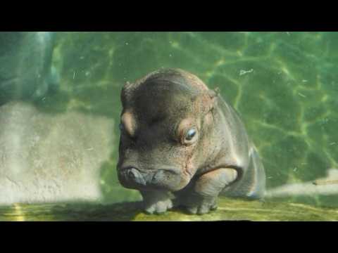 Baby hippo makes a splash at French zoo