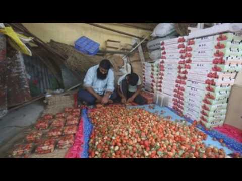 Farmers rejoice strawberry boom as harvest season begins in Indian Kashmir