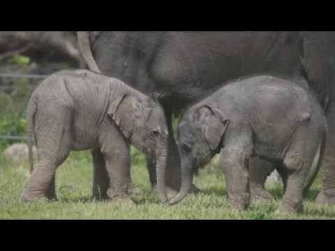 Baby elephants enjoy good weather at Prague Zoo