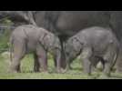 Baby elephants enjoy good weather at Prague Zoo