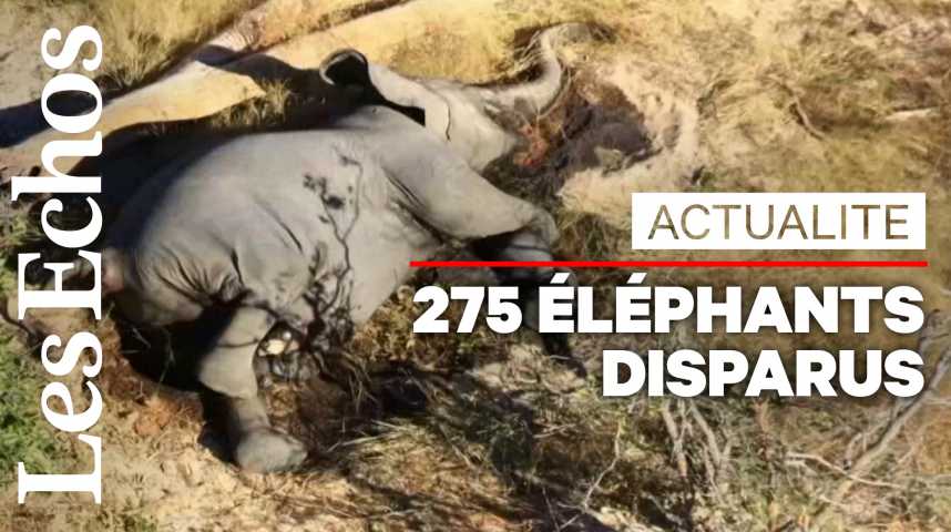 Illustration pour la vidéo Au Botswana, la mort mystérieuse d'au moins 275 éléphants